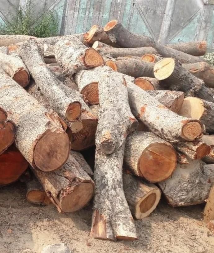 Jamun Wood Pack of 1